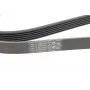 Ремінь генератора Citroen Jumper 1.9TD 94-02 (ALT,PS,AC)